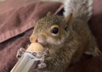 C2001013_family found adopted baby squirrel lost its mother #animal…