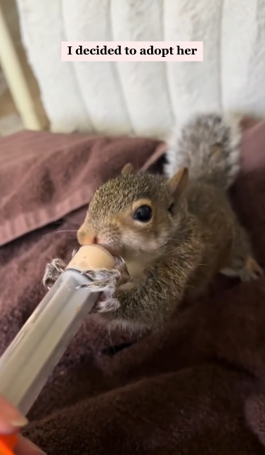 C2001013_family found adopted baby squirrel lost its mother #animal…