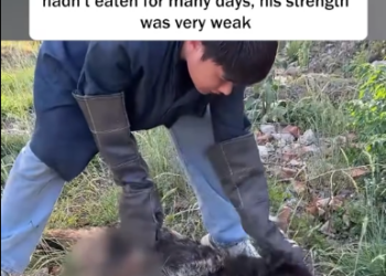 C2001016_Rescue sick puppy was abandoned by its owner.#puppy #dog #dogs…