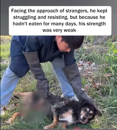 C2001016_Rescue sick puppy was abandoned by its owner.#puppy #dog #dogs…