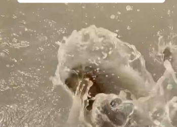 C2001018_Rescue cattle stuck in swamp #cattle #lovestory #animals #fyp