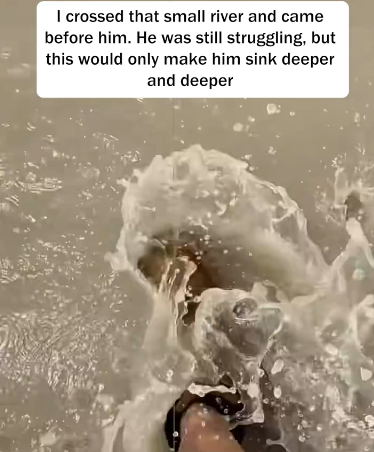 C2001018_Rescue cattle stuck in swamp #cattle #lovestory #animals #fyp