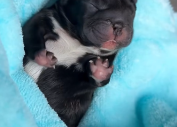 C2001020_Rescue puppy. #rescue #rescueanimals #animals #fyp #puppy