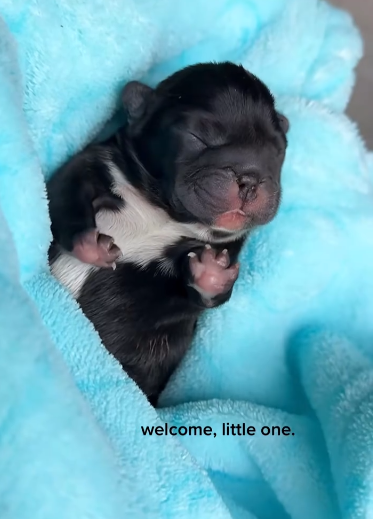 C2001020_Rescue puppy. #rescue #rescueanimals #animals #fyp #puppy