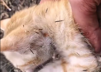 C2001022_Rescue poor kitten #rescue #rescueanimals #kitten #cat…