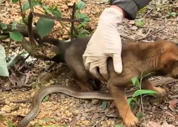 C2001023_man rescue an orphan puppy herd of poisonous snakes in the…
