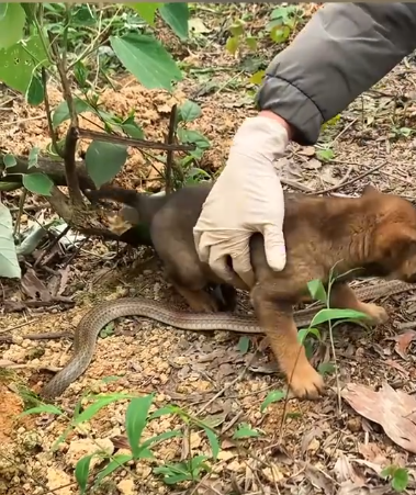 C2001023_man rescue an orphan puppy herd of poisonous snakes in the…