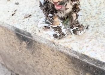 C2001024_little cat, all sticky glue looked at me like was its lif…