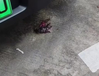 C2001025_Oh my god, newborn baby kitten was found under car, its umbilic…