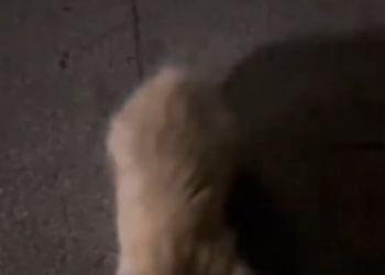 C2001026_kitten abandoned broken leg way it struggled to crawl to…