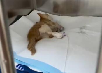 C2001027_poor kitten was caught in steel trap couldn move. It ende…