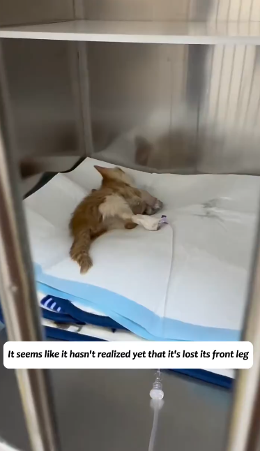 C2001027_poor kitten was caught in steel trap couldn move. It ende…