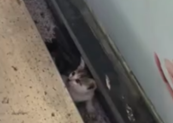 C2001028_We rescue is cat kitten in ladder.#catlovers #kittenrescue…