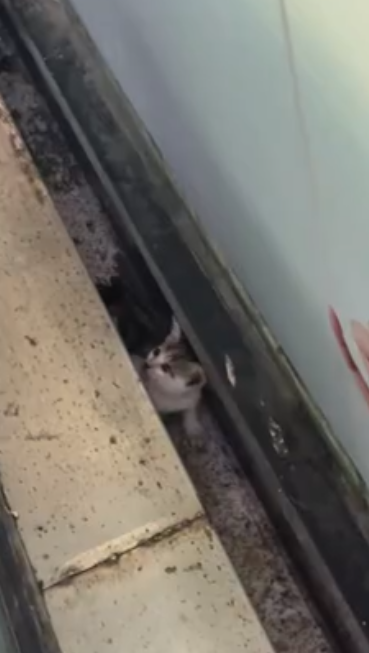 C2001028_We rescue is cat kitten in ladder.#catlovers #kittenrescue…