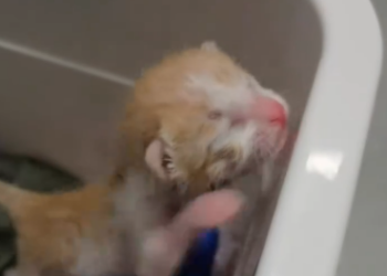 C2001029_Two beautiful kittens was crying in raining.#catoftiktok