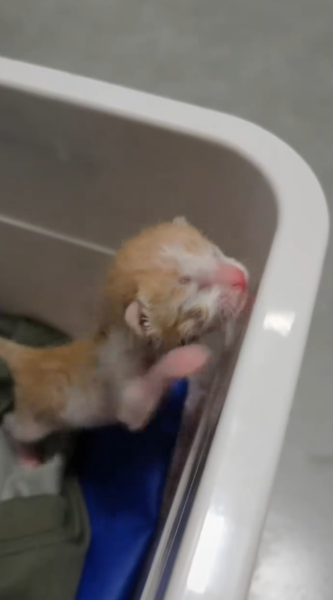 C2001029_Two beautiful kittens was crying in raining.#catoftiktok