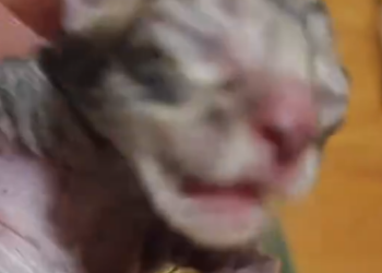 C2001030_Saved kitty.#cats #cute #savekittens #help #wiwiwi #funnyanimals #fun…