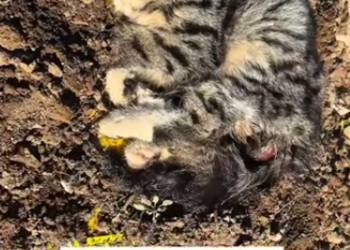 C2101002_This moment changed everything during the rescue #Unbelievable #SaveLives