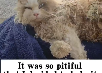 C2101004_The rescuer hesitated for one second and then this happened #CriticalMoment #Rescue