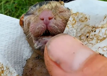 C2101005_People are still arguing about this rescue outcome #Debate #RescueVideo