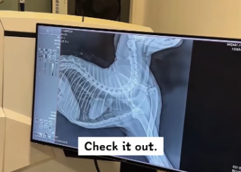 C2101006_This rescue looked hopeless until the last seconds #NeverGiveUp #SaveLife