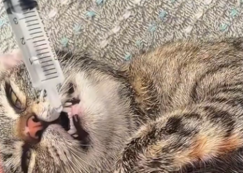 C2101008_Something went wrong during this rescue attempt #WaitForIt #RescueMission