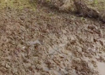 C0701001_Rescue trapped elk then #rescue #fyp #animals #love #elk #moose…