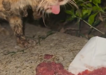 C2101012_No one noticed this detail until the rescue ended #HiddenMoment #WatchClose