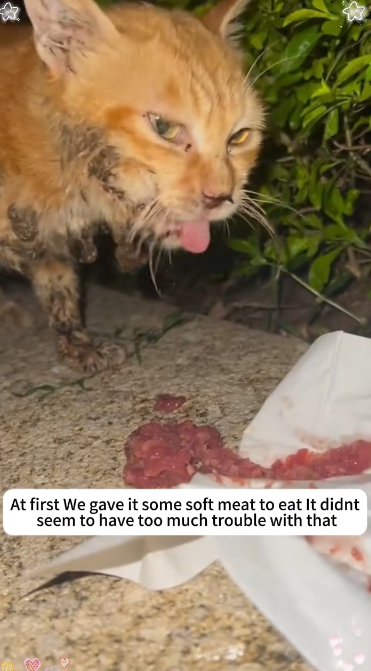 C2101012_No one noticed this detail until the rescue ended #HiddenMoment #WatchClose