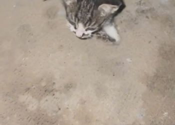 C2101013_This rescue almost failed because of one mistake #CloseCall #SaveLife