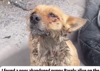 C2101014_The silence at the end of this rescue says everything #Emotional #RescueStory