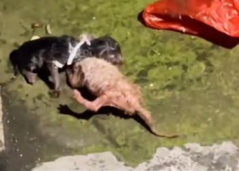 C2101016_The final move during this rescue changed the outcome #LastSecond #Rescue