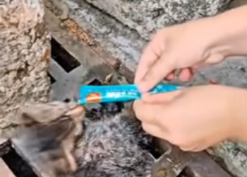 C2101019_One small action saved a life here #LittleThings #RescueStory