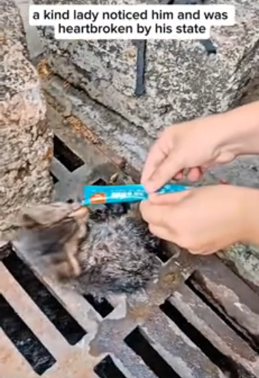 C2101019_One small action saved a life here #LittleThings #RescueStory