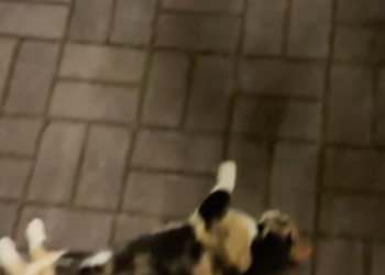 C0701002_was forced to adopt cat then #rescue #fyp #animals #kitty #ki…