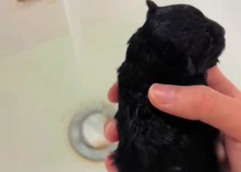 C2101021_The rescuer almost walked away before this happened #WaitForIt #SaveLives