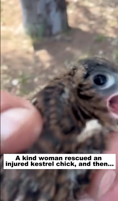 C2101022_This rescue moment is hard to watch but important #RealLife #RescueStory