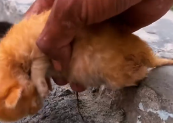 C2101024_This rescue footage left viewers speechless #Shocking #SaveLife