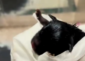 C2101026_This rescue proves timing is everything #RightMoment #SaveLives