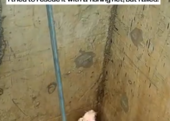 C2101027_Viewers keep replaying the final seconds #WatchAgain #RescueStory