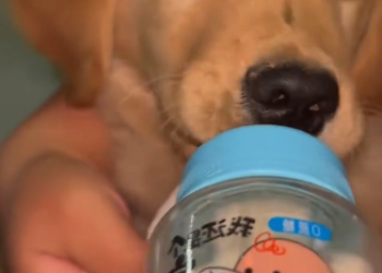 C2101028_This rescue outcome divided the comments section #Controversial #Rescue