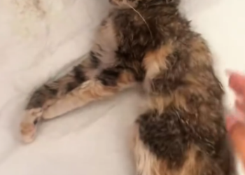 C0701003_Rescue cat is about to die then #fyp #rescue #animals ##an…