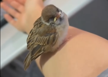 C2301002_This rescue almost failed because of one small detail #LookCloser #RescueStory