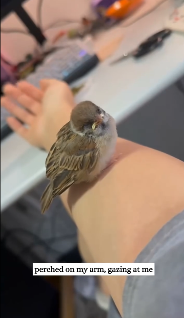 C2301002_This rescue almost failed because of one small detail #LookCloser #RescueStory