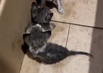 C2301004_This rescue decision shocked the comment section #Debate #Rescue