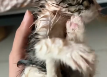 C2301008_The silence after this rescue says everything #Emotional #RescueStory