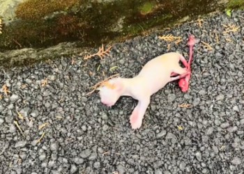 C0701004_Rescue newly born kitten then #rescue #fyp #animals #kitty #kit…