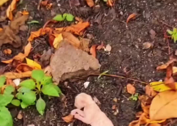 C2301010_This rescue outcome surprised everyone watching #Unexpected #SaveLife