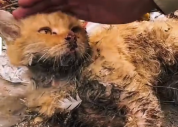 C2301011_No one thought help would arrive like this #Surprise #RescueStory