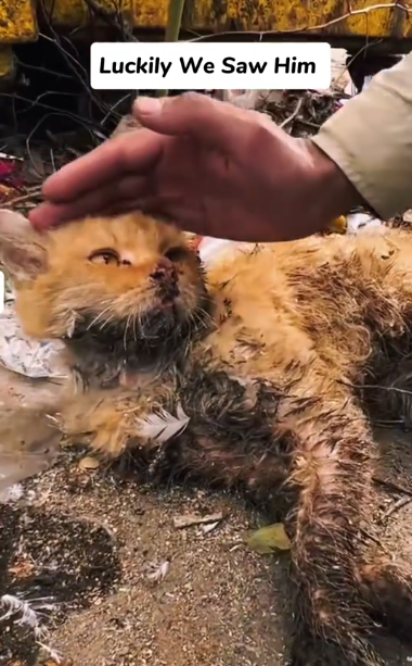 C2301011_No one thought help would arrive like this #Surprise #RescueStory